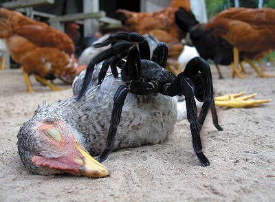 spider-eating-a-chicken.jpg